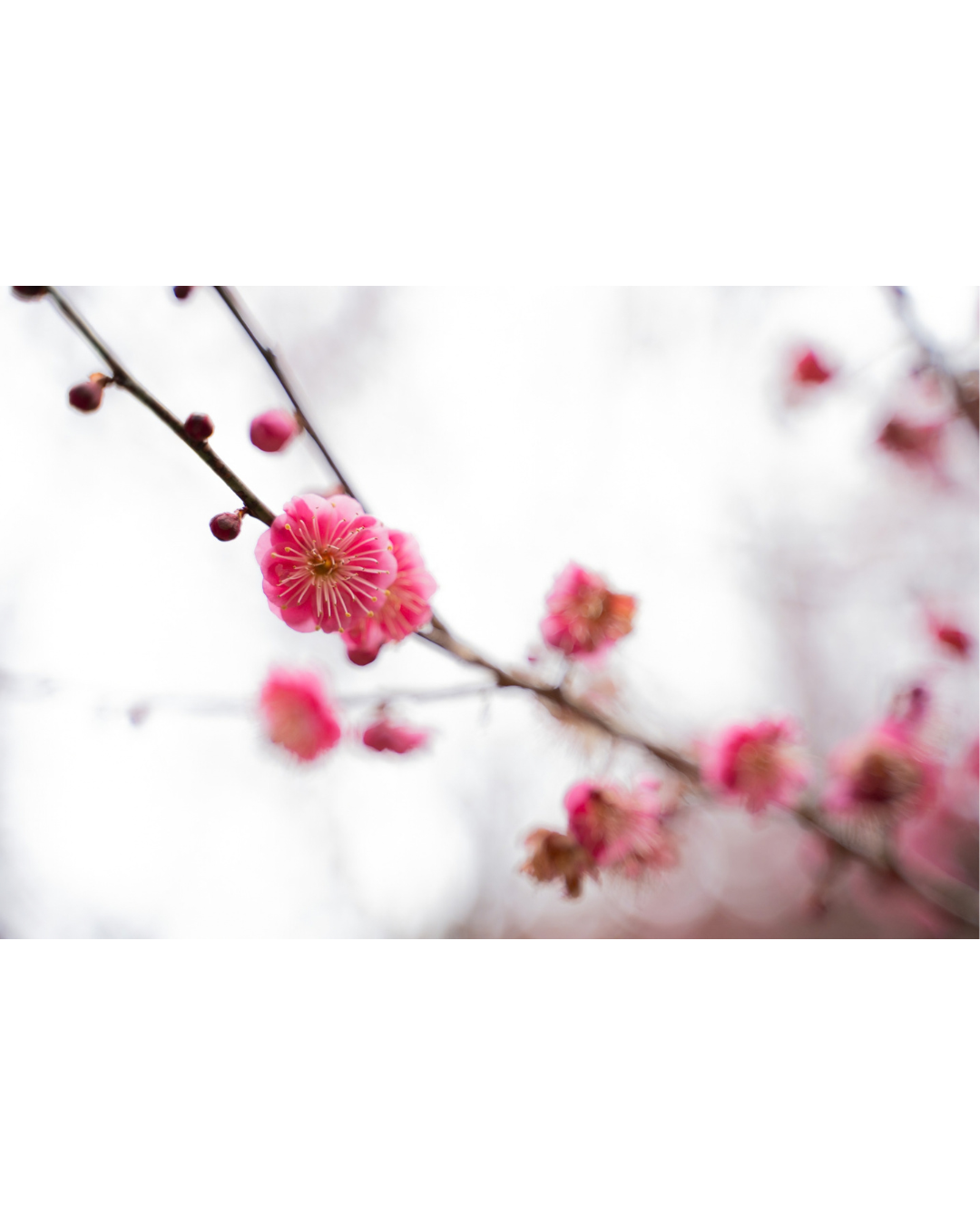 ギャラリー写真 4